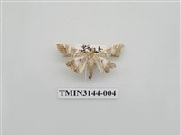 藏品(螟蛾291)的圖片